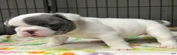 French Bulldog dogs for sale: Olive - Ad 3