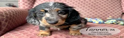Dachshund dogs for sale: Tanner - Ad 3