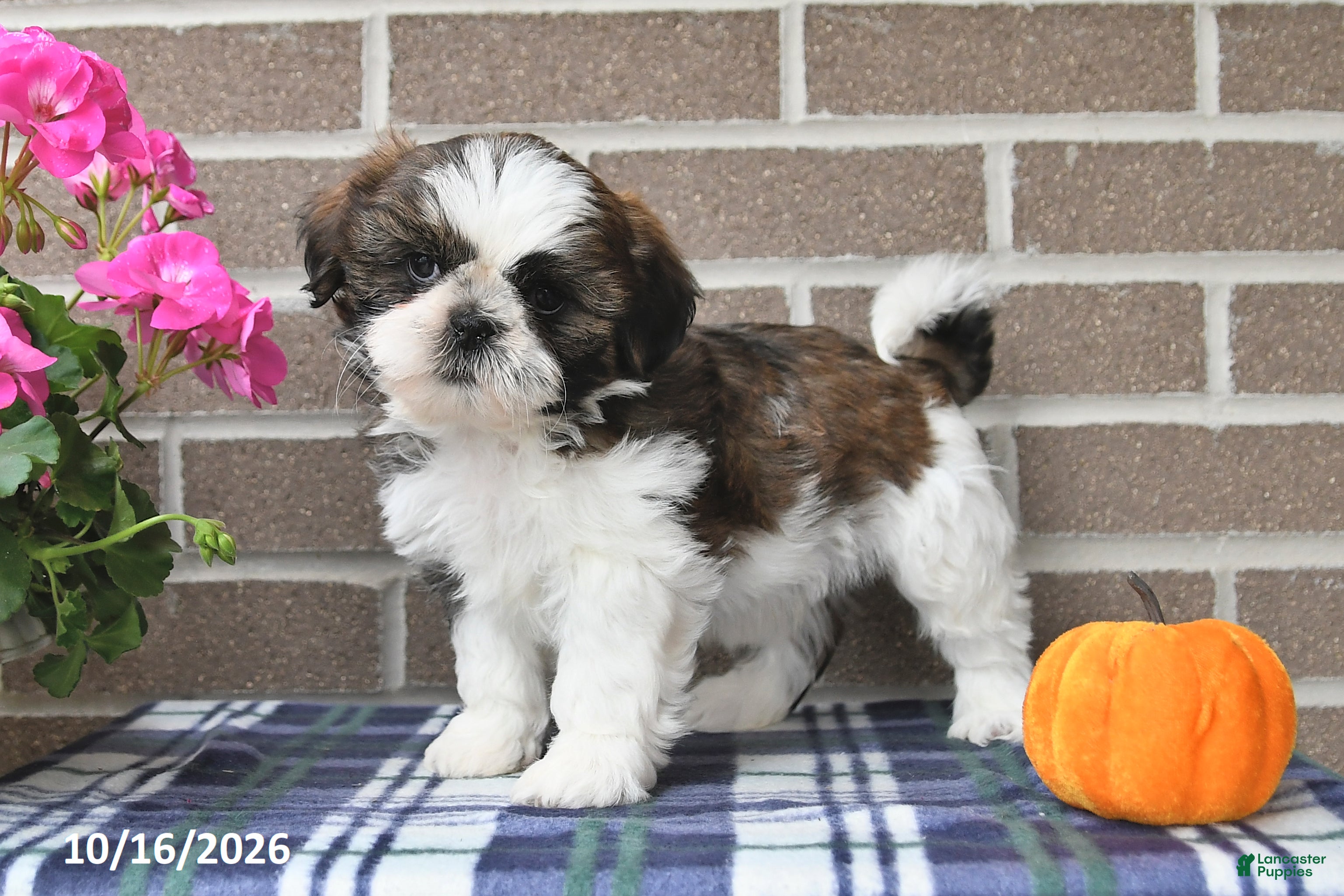 Shih Tzu dogs Carson - Ad 2