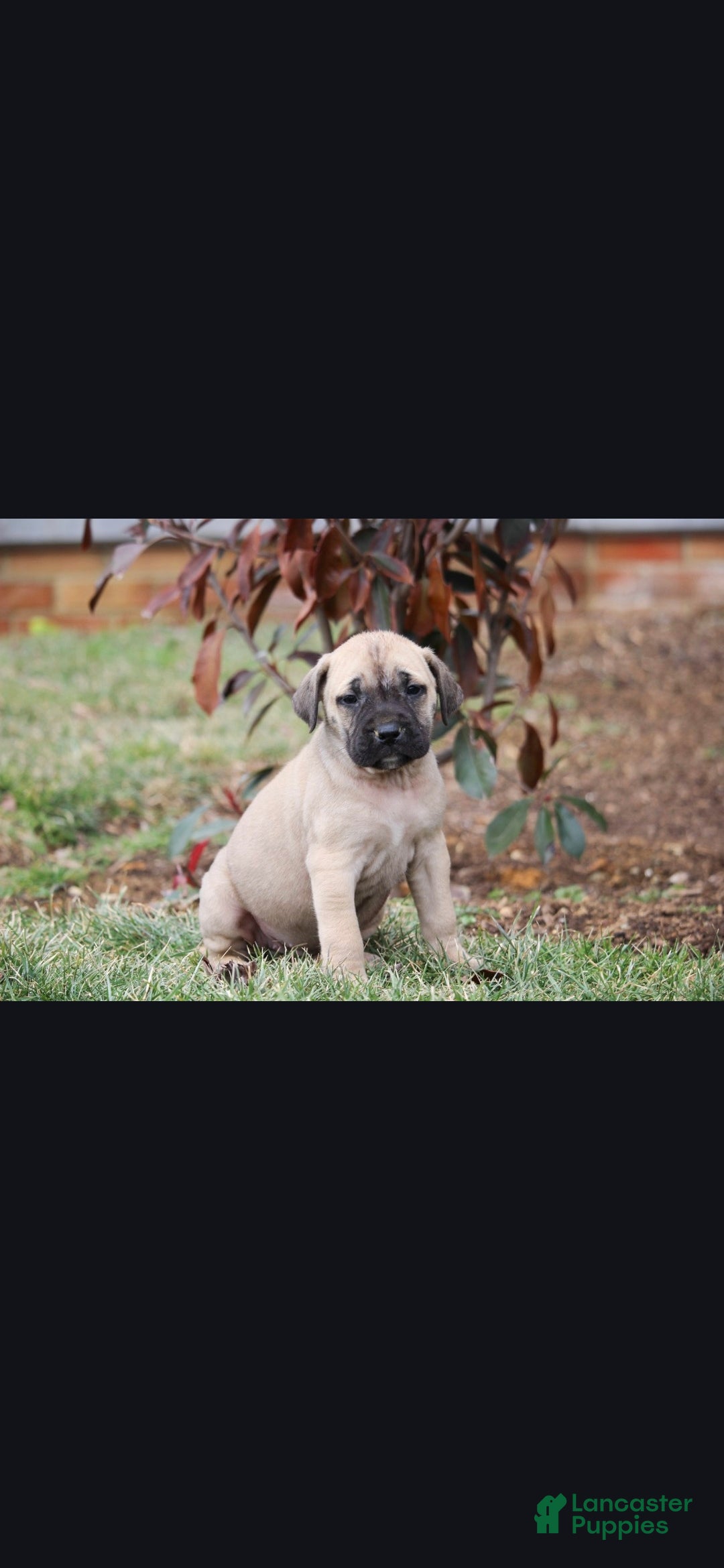 English Mastiff dogs Sierra - Ad 2