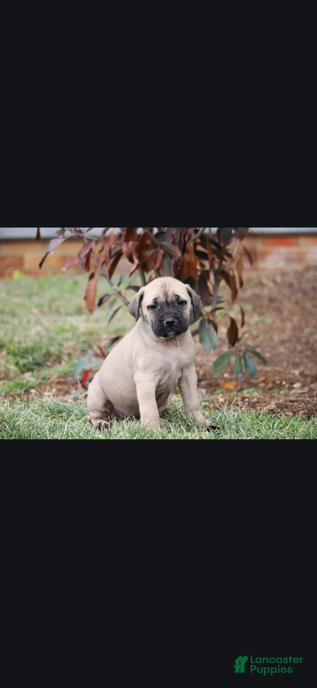 English Mastiff dogs for sale: Sierra - Ad 2