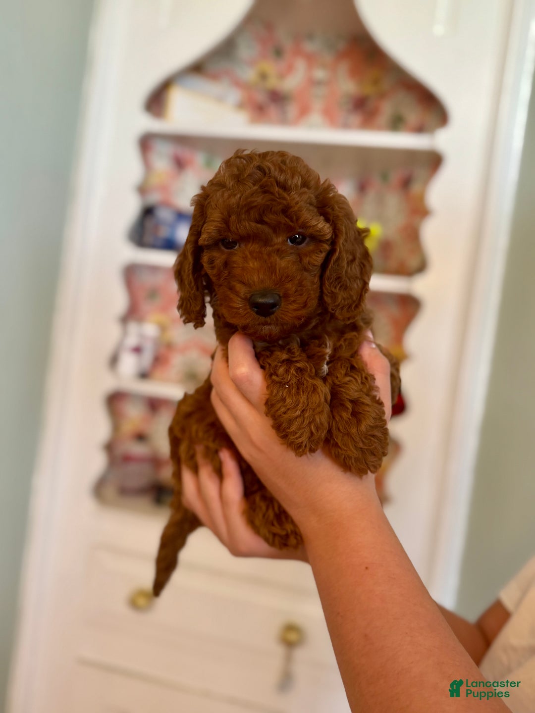 Mini Goldendoodle dogs for sale: Mini Goldendoodle Puppy 1 - Ad 3