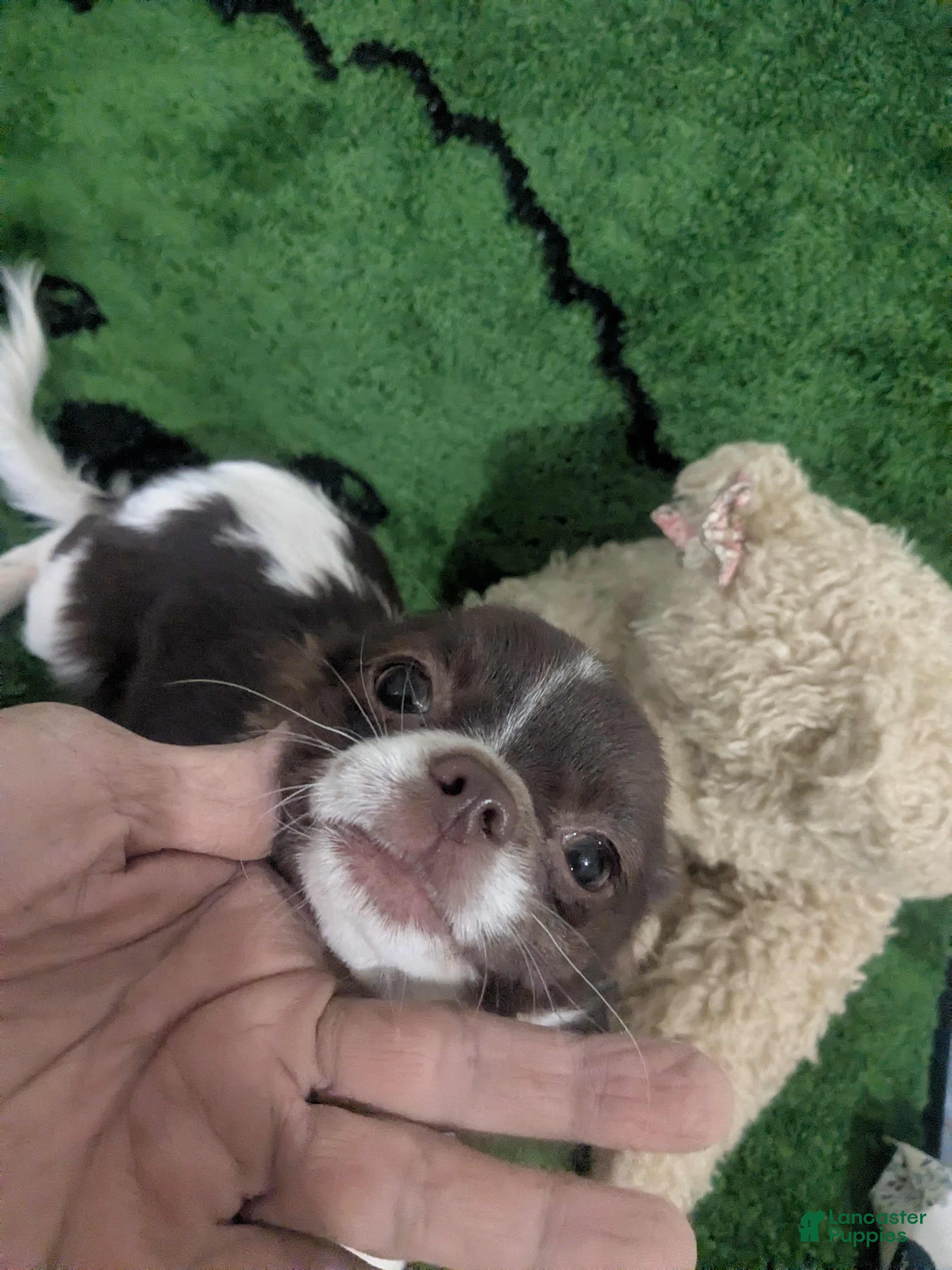 Chihuahua dogs for sale: Full AKC   Faith   - Ad 8