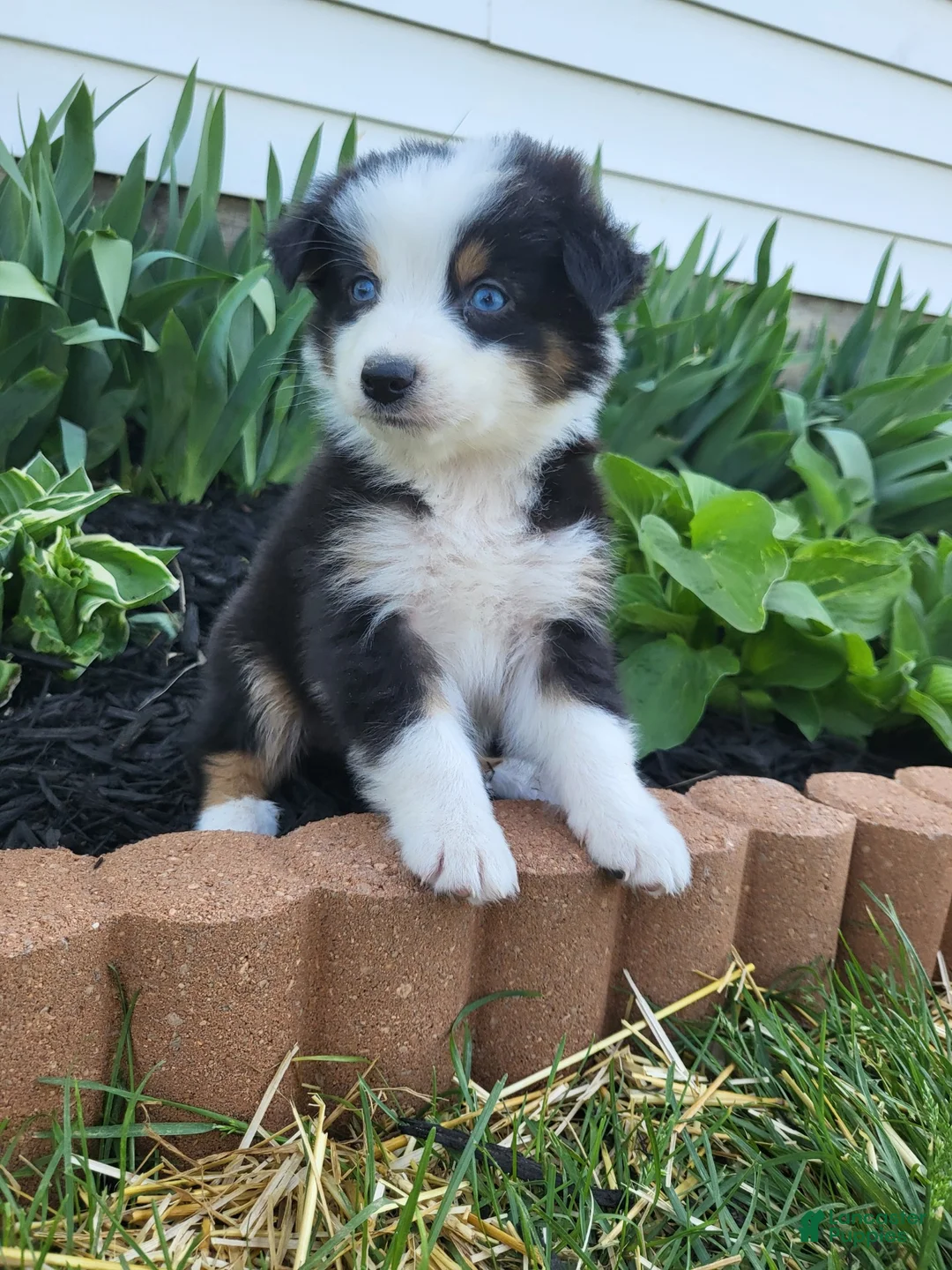 Australian Shepherd dogs for sale: Australian Shepherd Puppy 4 - Ad 1