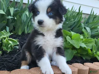 Australian Shepherd dogs Australian Shepherd Puppy 4 - Ad 40