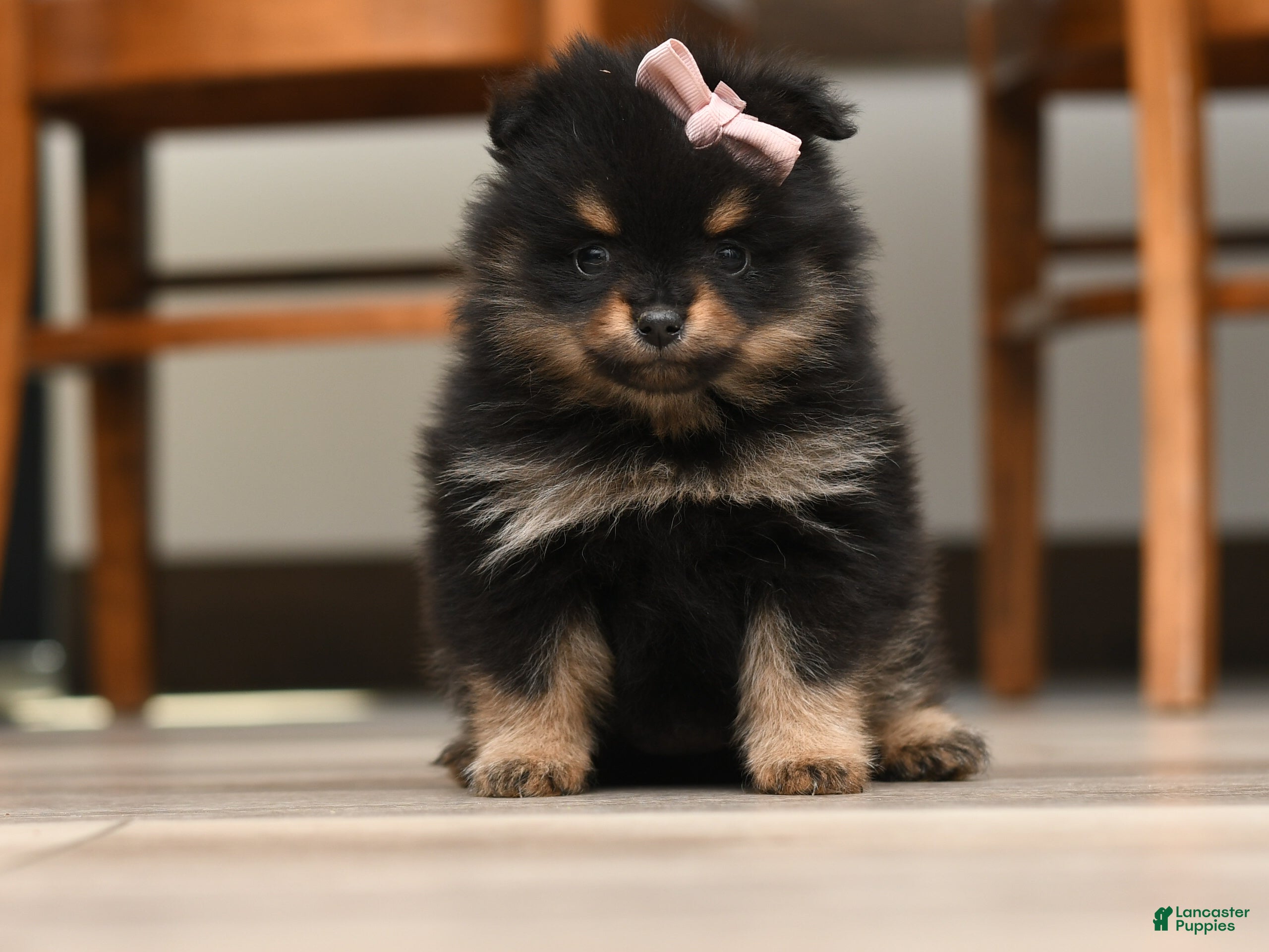 Pomeranian dogs Kaya - Ad 1