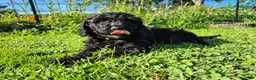 Mini Sheepadoodle dogs for sale: Apollo - Ad 11