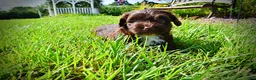 Havapoo dogs for sale: Hershey - Ad 12