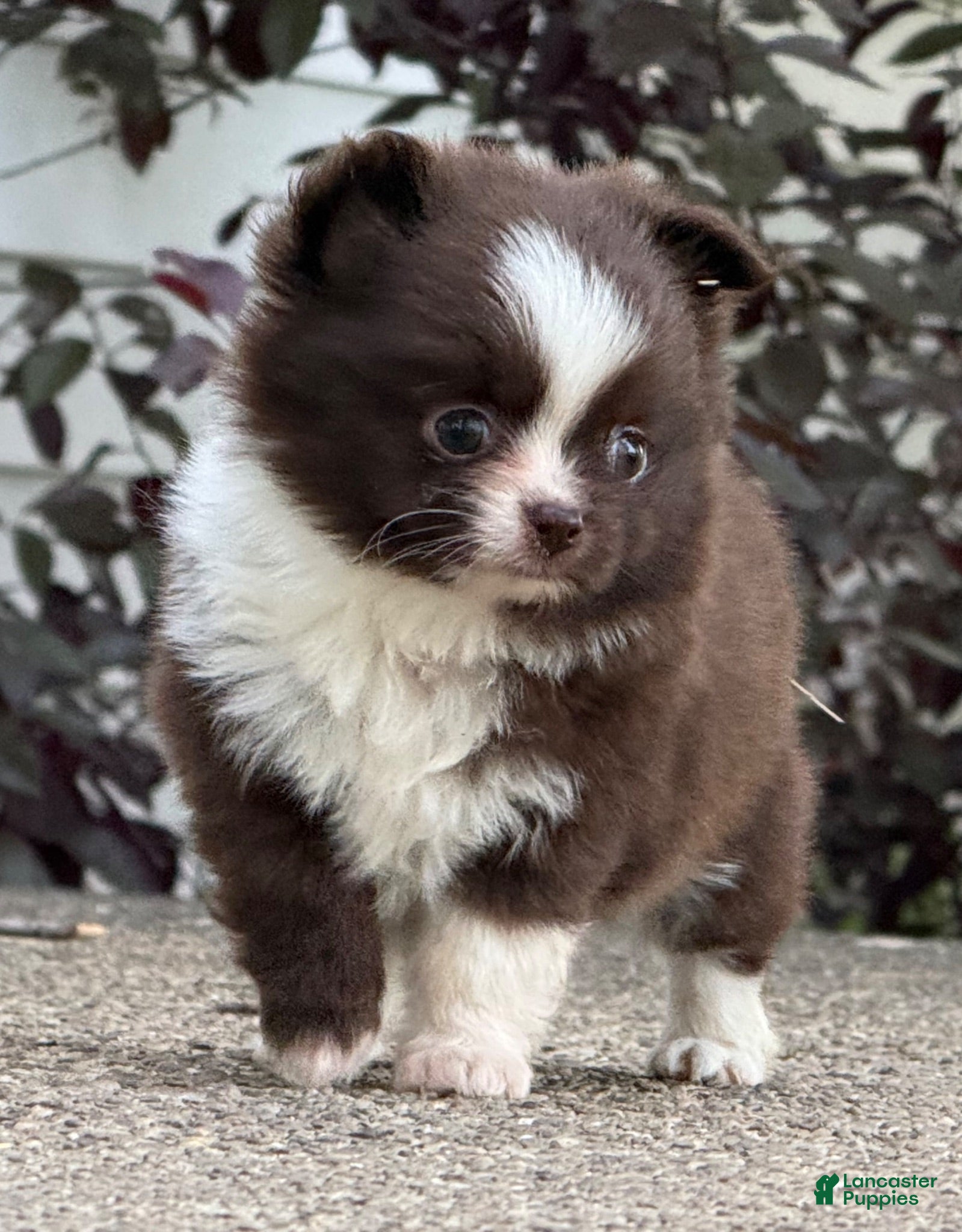 Chihuahua dogs Choco Male - Ad 1