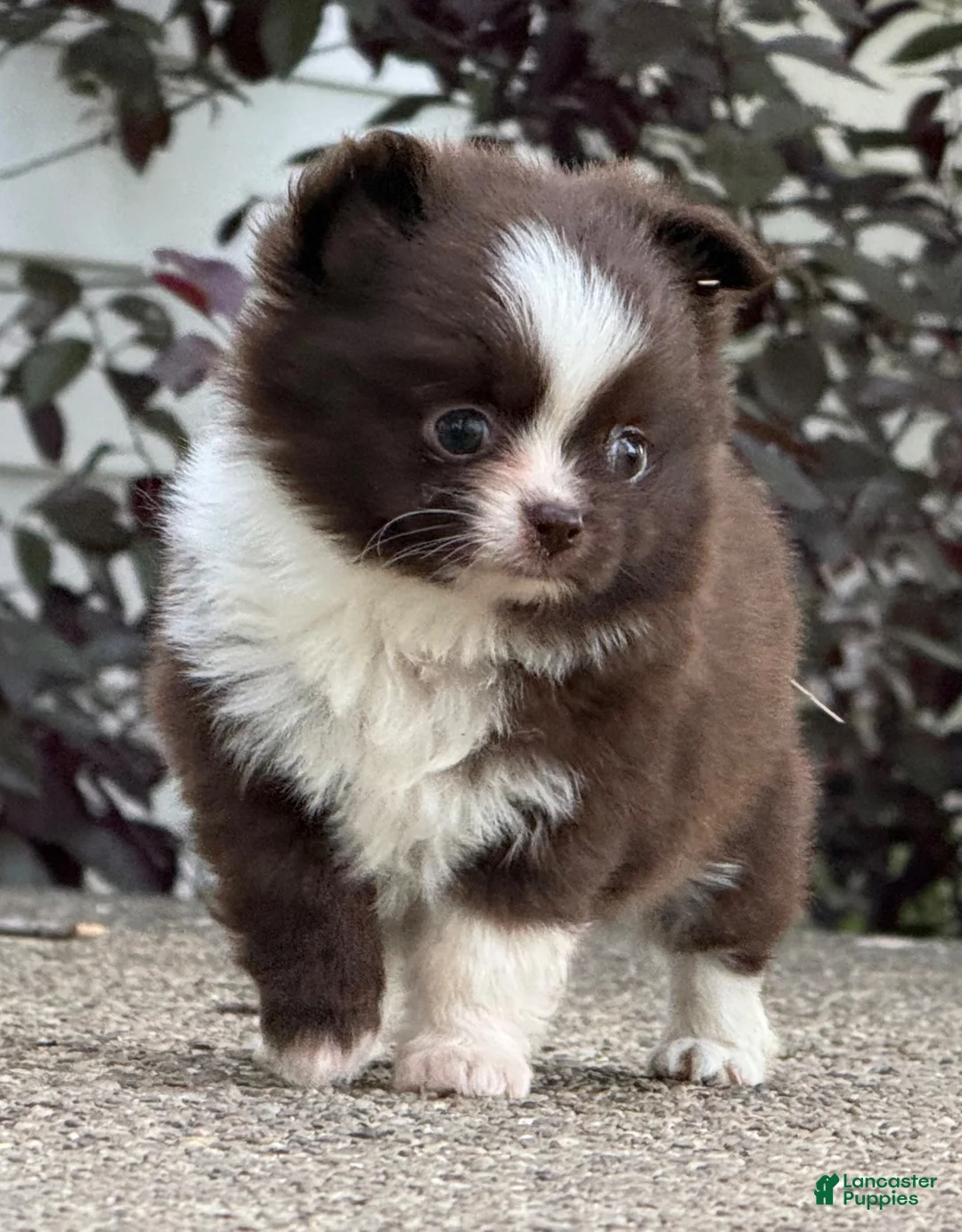 Chihuahua dogs for sale: Choco Male - Ad 1
