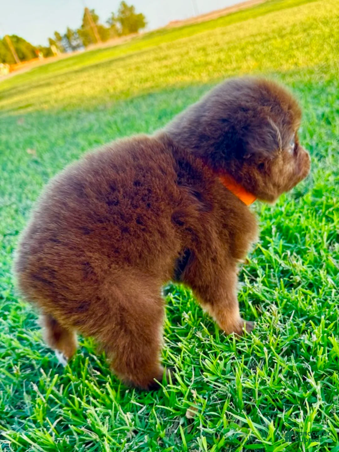 Miniature Australian Shepherd dogs for sale: Moui - Ad 2