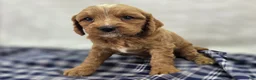 Cavapoo dogs for sale: Glacier - Ad 18