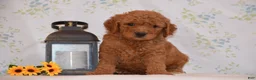 Mini Goldendoodle dogs for sale: Ash  - Ad 2