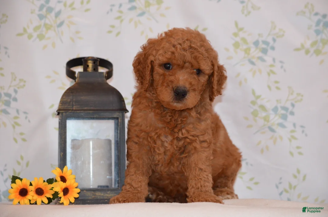 Mini Goldendoodle dogs for sale: Ash  - Ad 2