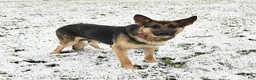 German Shepherd dogs for sale: Ruby - Ad 6