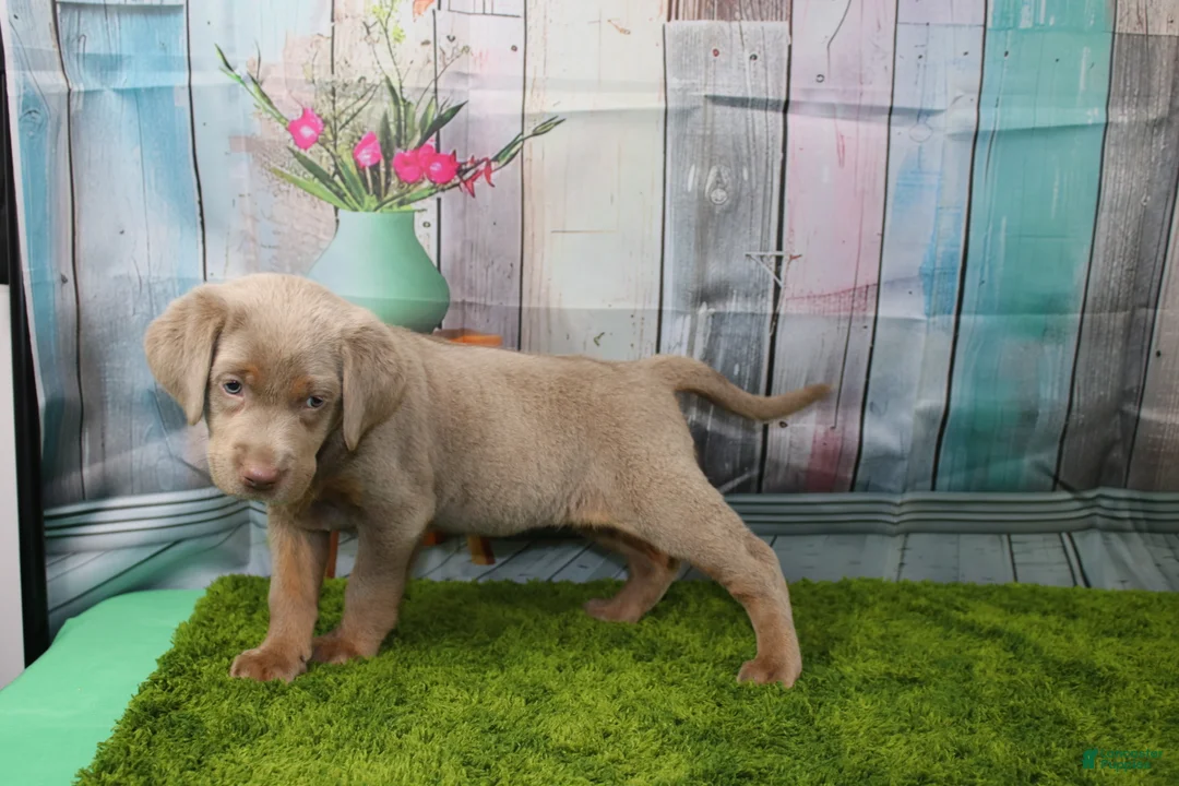 Labrador Retriever dogs for sale: Labrador Retriever Puppy 1 - Ad 1