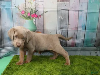 Labrador Retriever dogs Labrador Retriever Puppy 1 - Ad 6