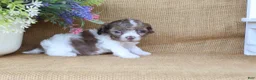 Cavapoo dogs for sale: Kate - Ad 6
