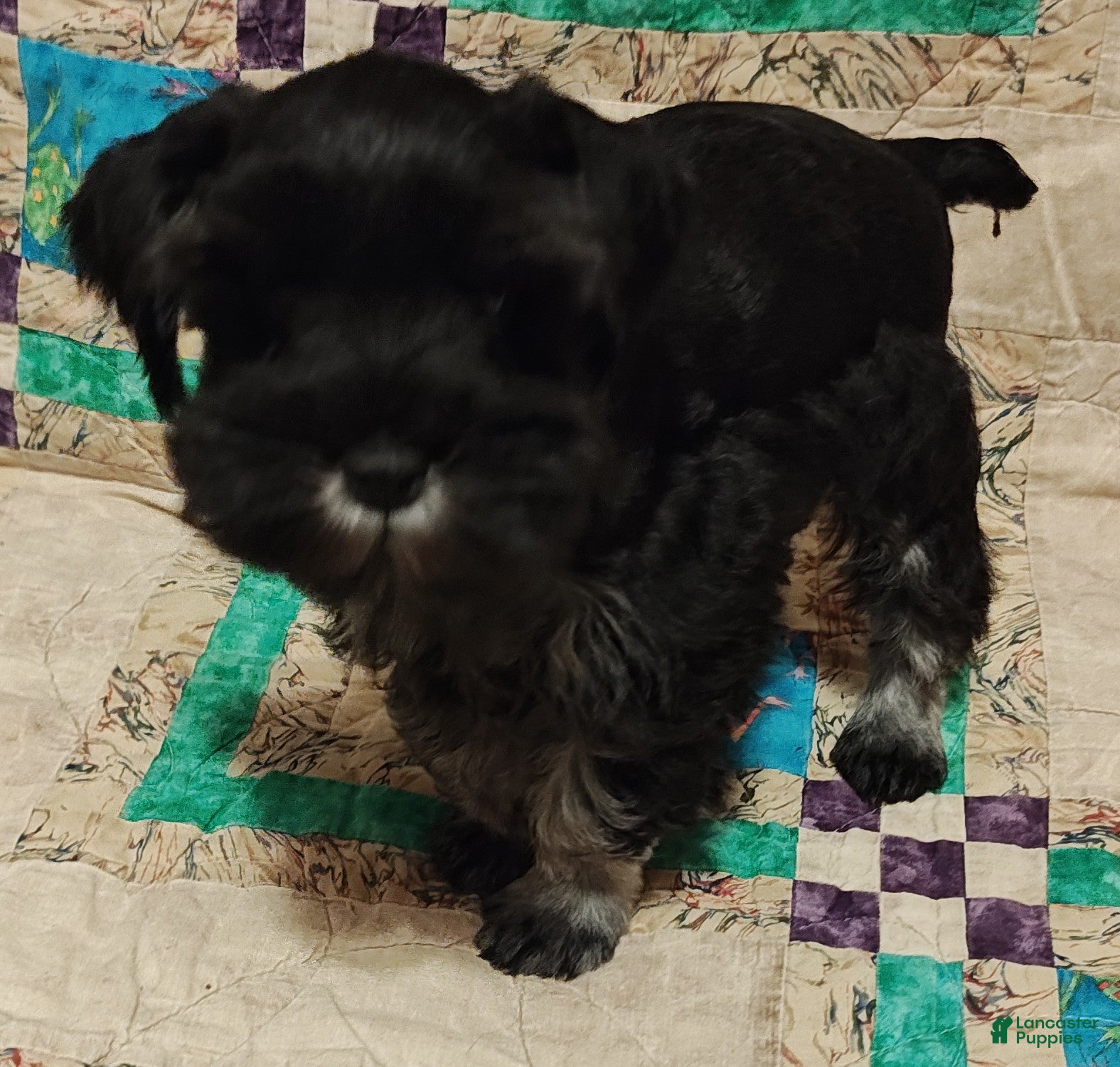 Miniature Schnauzer dogs Boy 1 - Ad 4