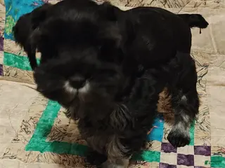 Miniature Schnauzer dogs Boy 1 - Ad 4
