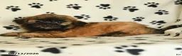 Shih Tzu dogs for sale: Zeus - Ad 3