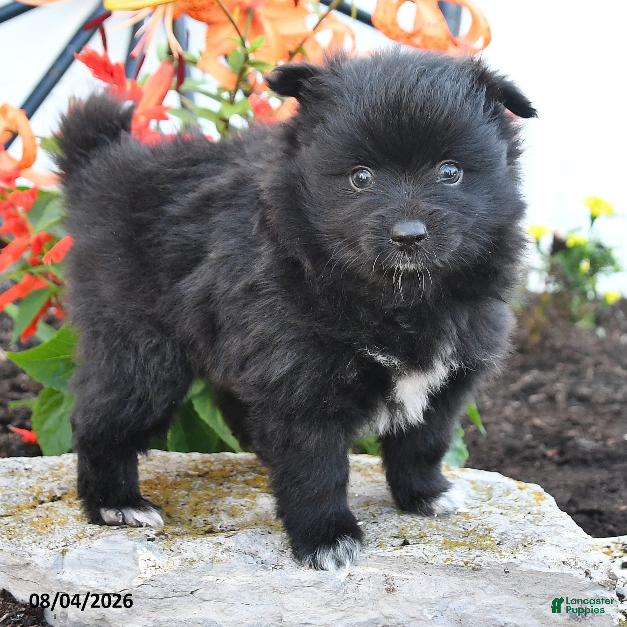 Pomeranian dogs Bingo - Ad 1