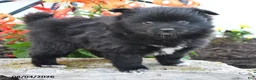 Pomeranian dogs for sale: Porter - Ad 4