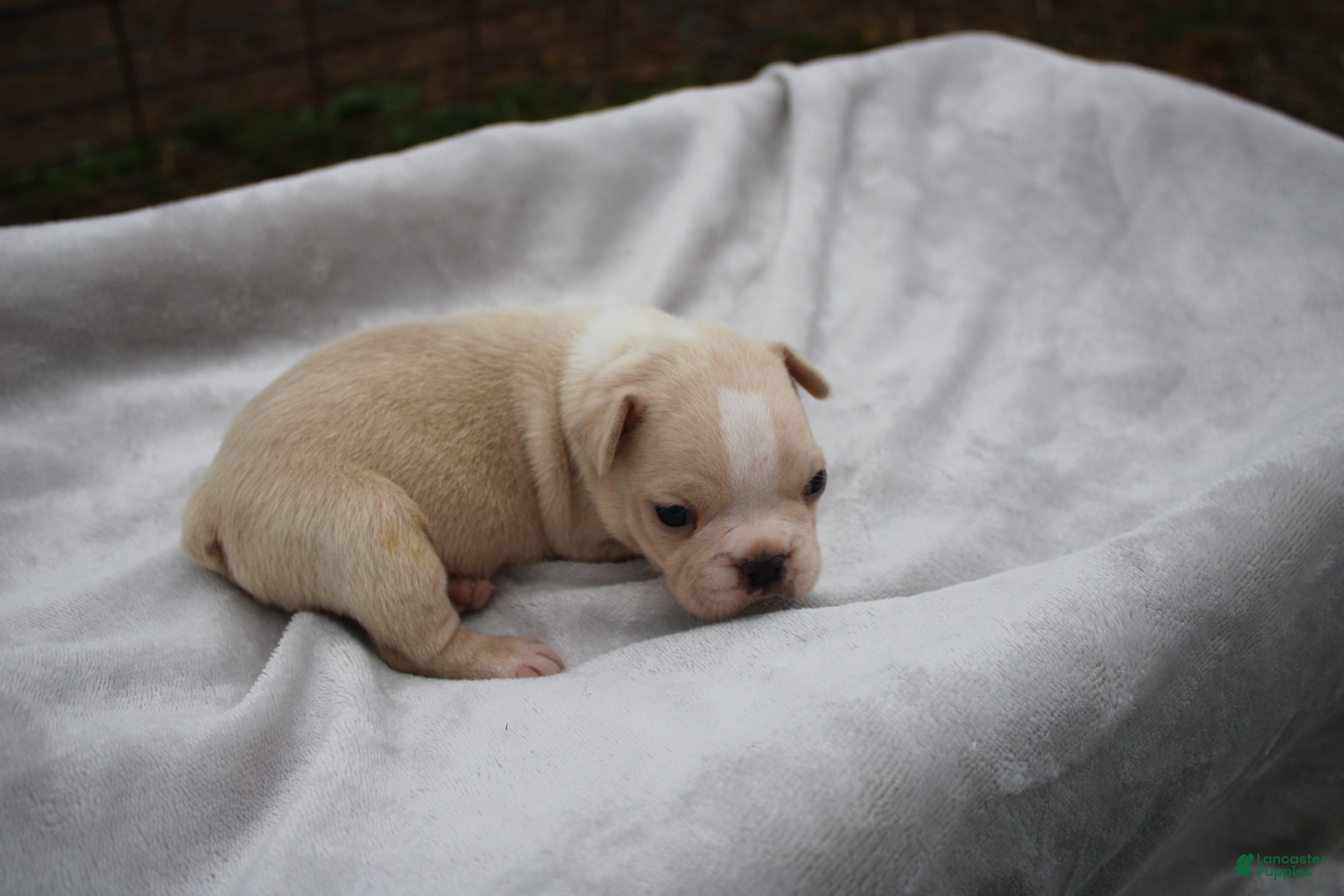 Frenchton dogs Archie - Ad 2