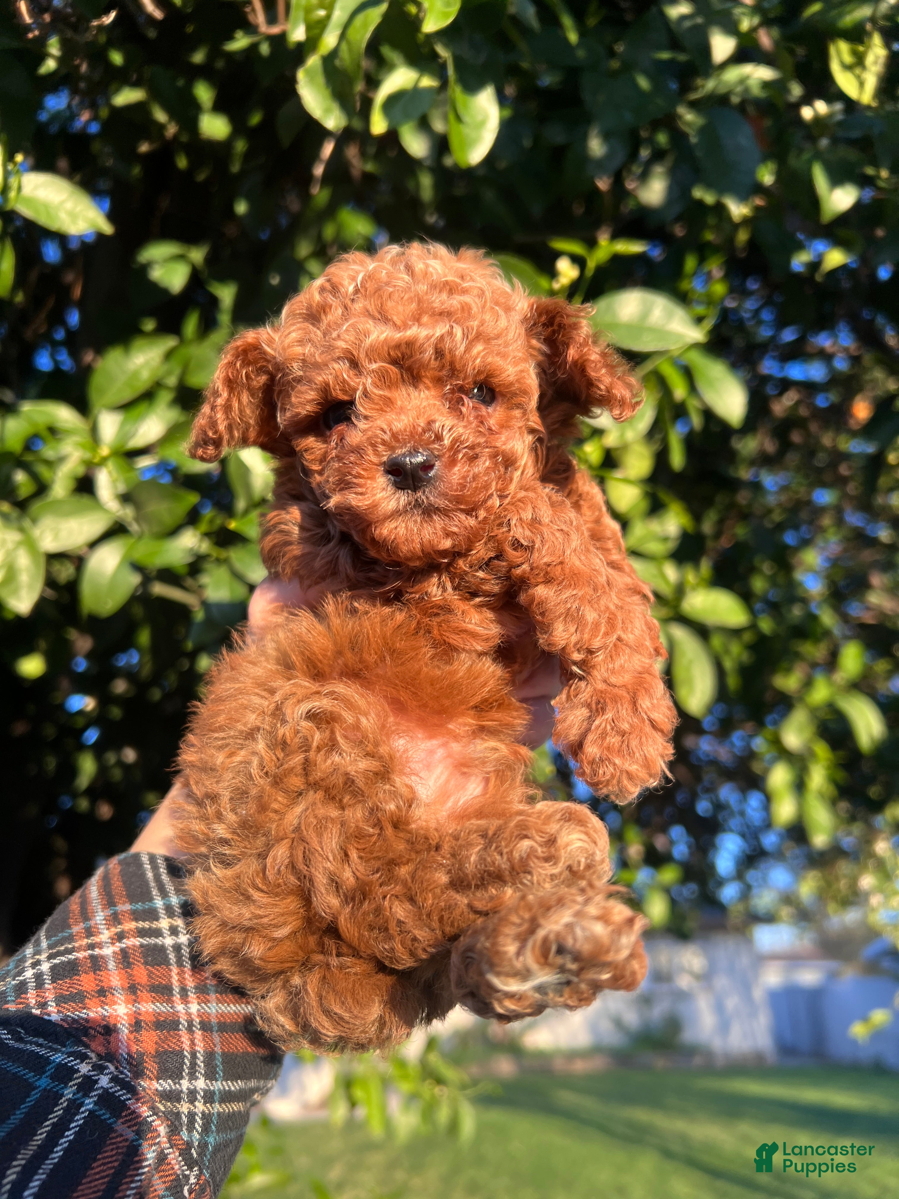 Toy Poodle dogs Toy Poodle Puppy 3 - Ad 1