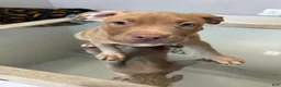 American Bully dogs for sale: American Bully 2 - Ad 2