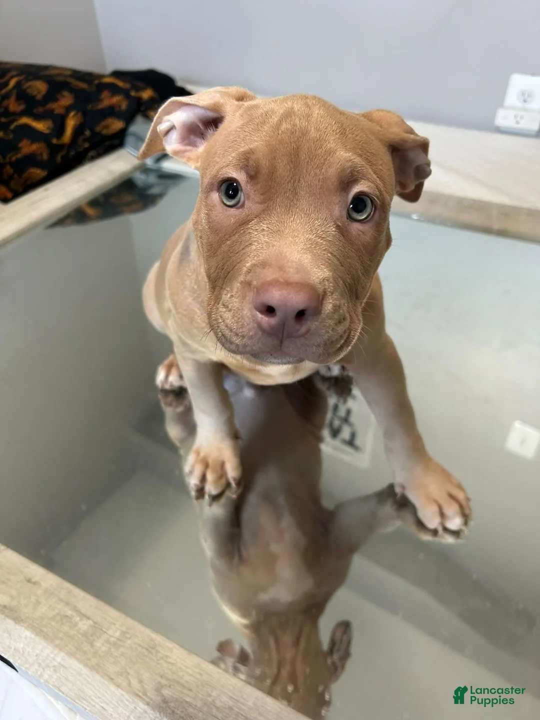 American Bully dogs for sale: American Bully 2 - Ad 2