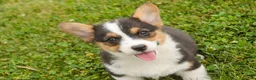 Welsh Corgi Pembroke dogs for sale: Olaf - Ad 8