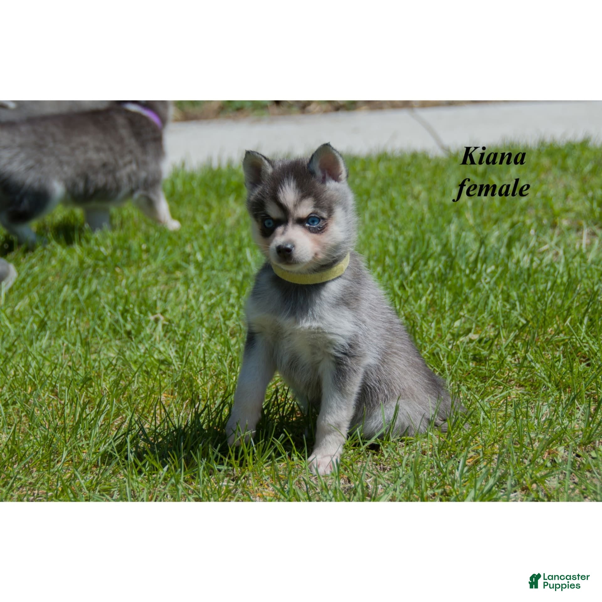 Alaskan Klee Kai dogs Kiana - Ad 1