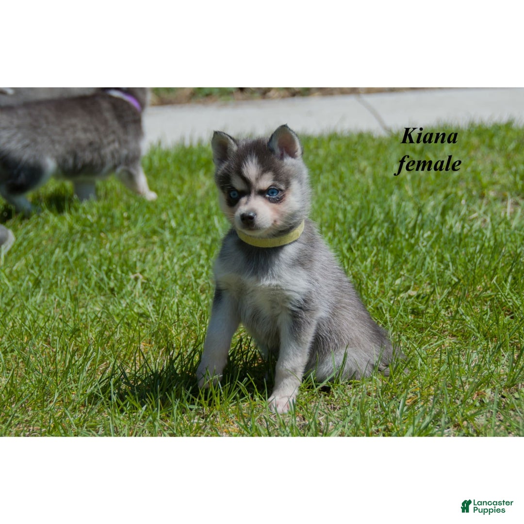 Alaskan Klee Kai dogs for sale: Kiana - Ad 1