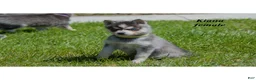 Alaskan Klee Kai dogs for sale: Kiana - Ad 1