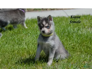 Alaskan Klee Kai dogs Kiana - Ad 1