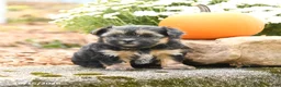 Morkie dogs for sale: Darcy - Ad 2