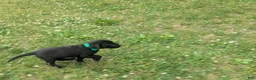 Labrador Retriever dogs for sale: Black Male (Green) - Ad 7