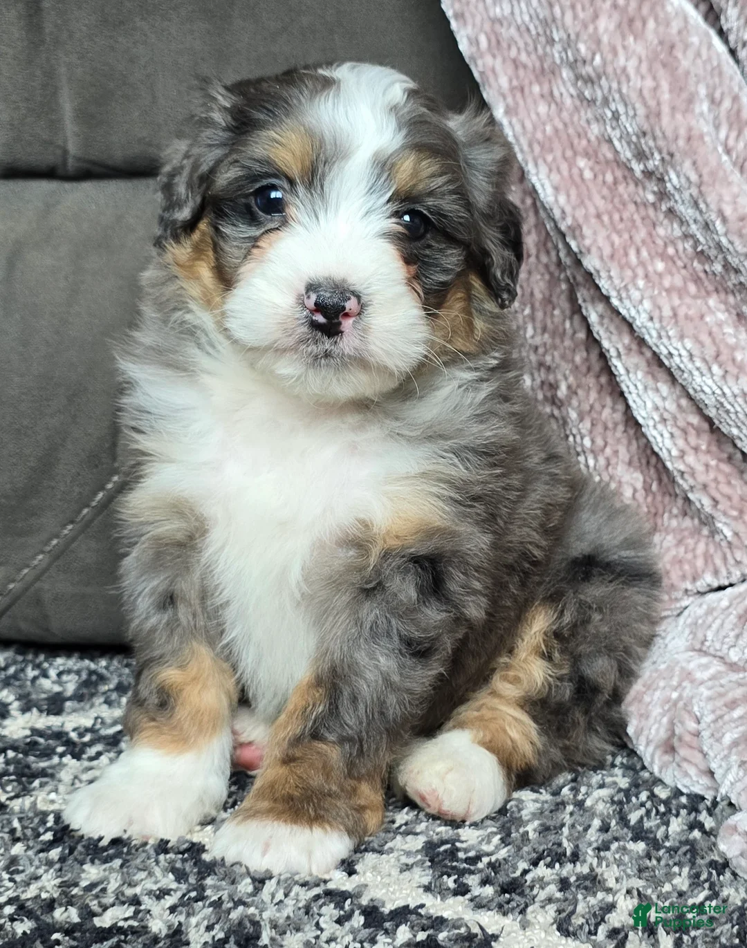 Mini Bernedoodle dogs for sale: Mini Archie - Ad 21