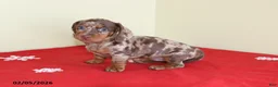 Miniature Dachshund dogs for sale: Candy - Ad 5