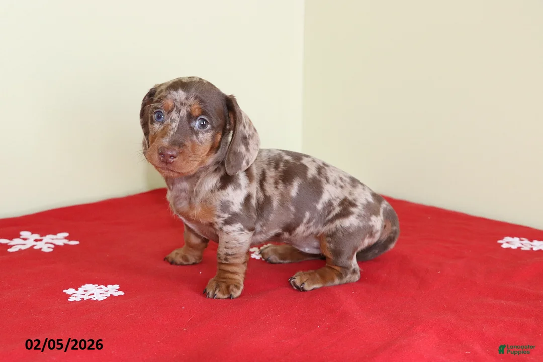 Miniature Dachshund dogs for sale: Candy - Ad 5