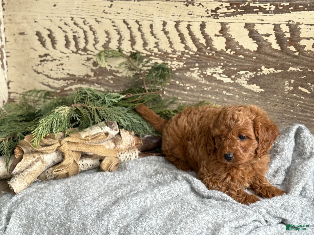 Mixed Breed dogs for sale: Stott - Ad 2
