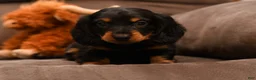 Miniature Dachshund dogs for sale: Mojo - Ad 3