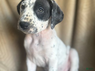 Mixed Breed dogs Roxanne - Ad 34