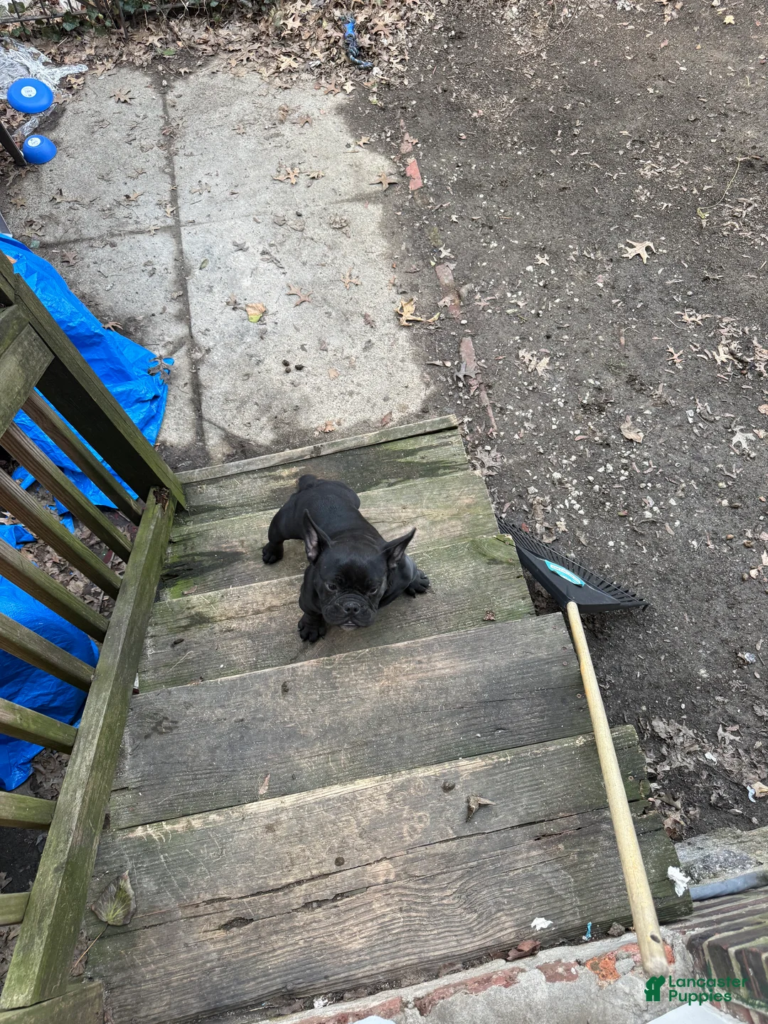 American Bully dogs for sale: American Bully Puppy 2 - Ad 2