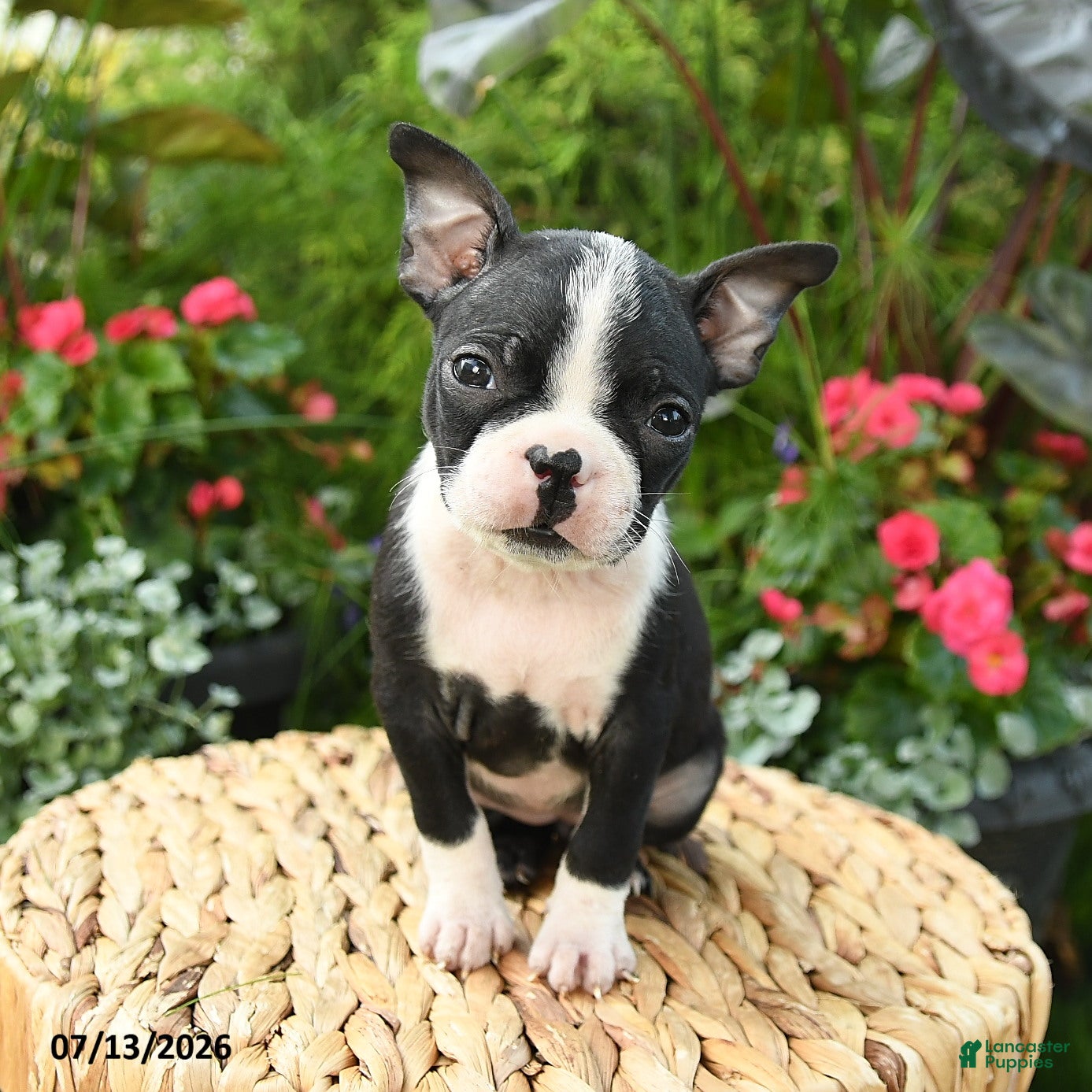 Boston Terrier dogs Bianca - Ad 2