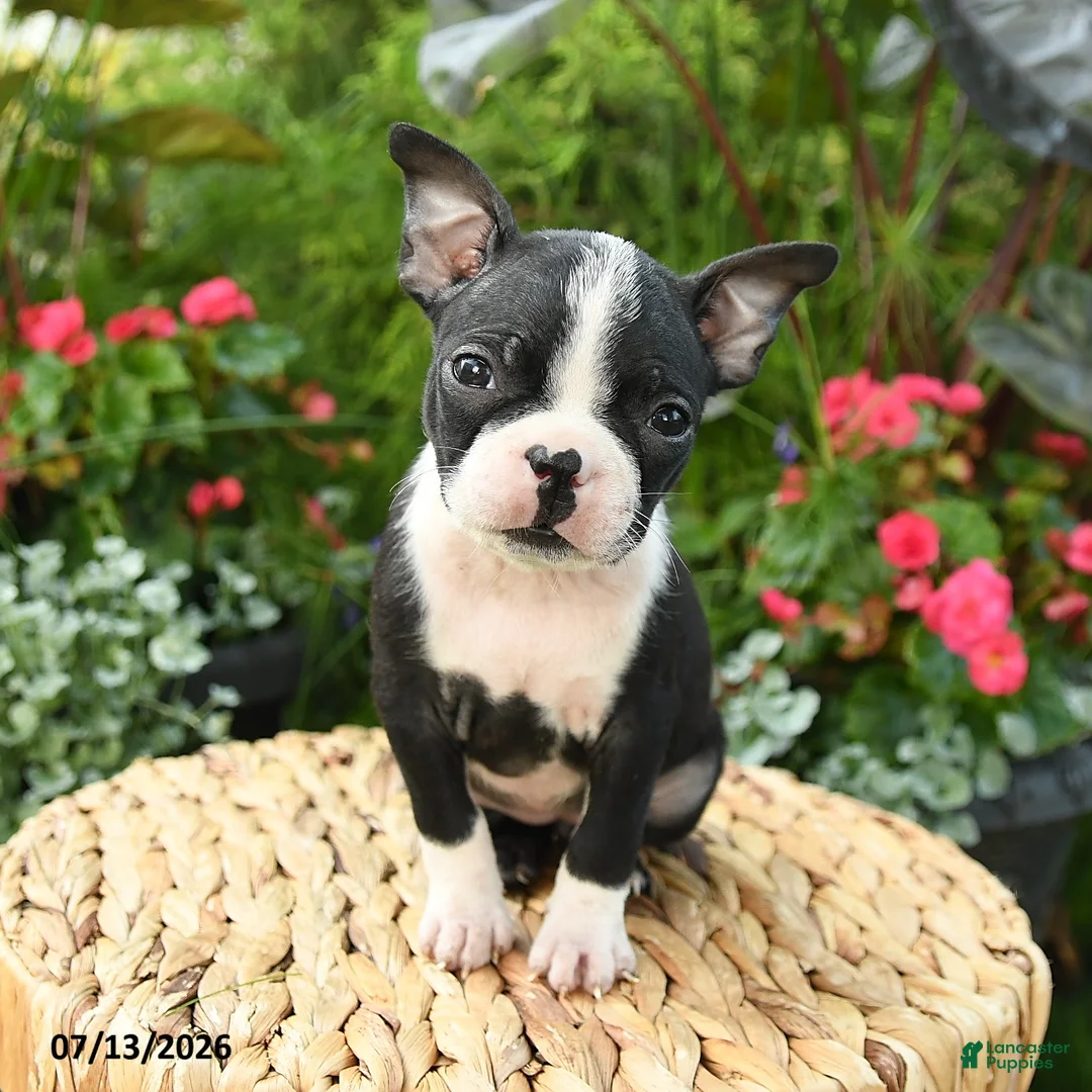 Boston Terrier dogs for sale: Bianca - Ad 2