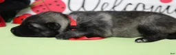 Keeshond dogs for sale: Abbott  - Ad 4