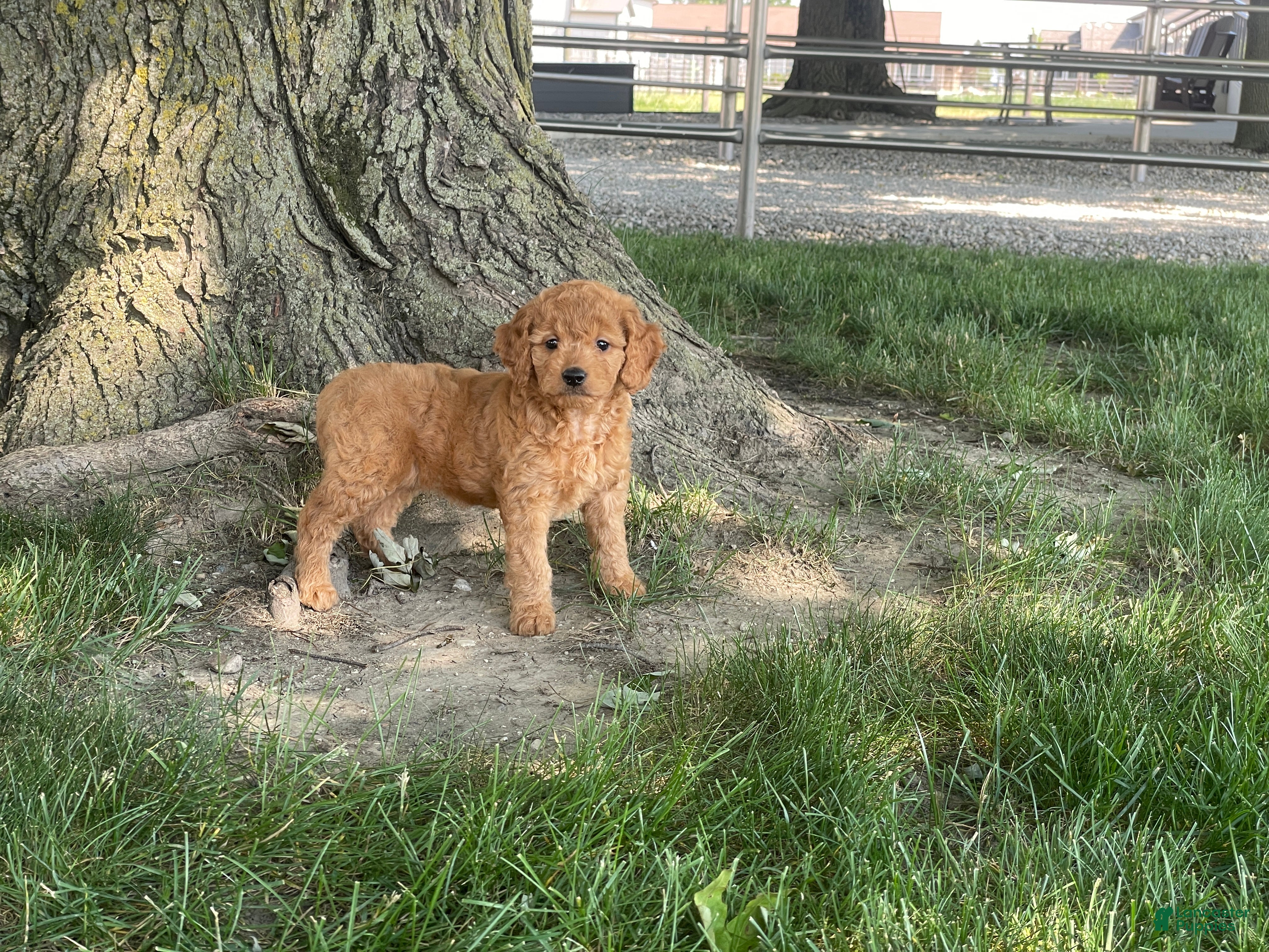 Mini Goldendoodle dogs Milie Mini Goldendoodle  - Ad 2