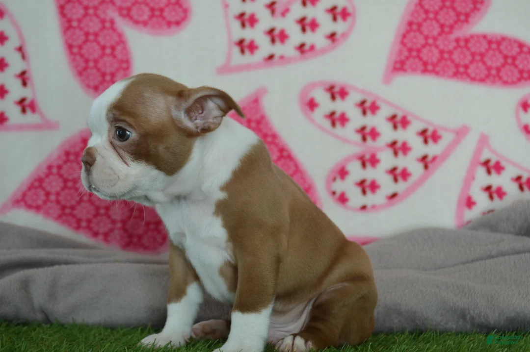 Boston Terrier dogs for sale: Timmy - Ad 3